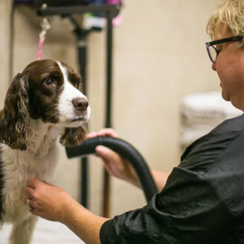 Uptown Hounds Grooming. This picture shows a Cocker Spaniel getting groomed by a female groomer. 